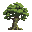 oak tree large and old