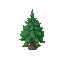 pine tree sapling