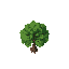 pine tree sapling, young tree
