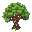oak tree large and old