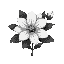 black and white flower