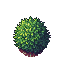 plantas arbustos 