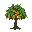 mature mango tree