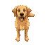 a golden retriever