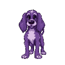 purple cocker spaniel dog