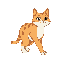 walk cat
