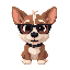dog with  dark glasses