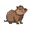 capybara
