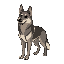 german sheperd