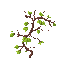 a vine with thorns