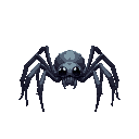 a spider