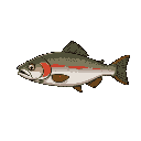 trout fish