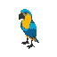 vibrant blue-and-yellow macaw