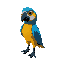 vibrant blue-and-yellow macaw