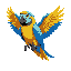 vibrant blue-and-yellow macaw