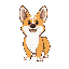a corgi dog
