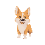 a corgi dog