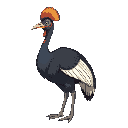 side view of a cassowary