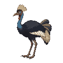 side view of a cassowary