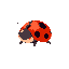 ladybug, cute