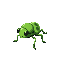 green bug