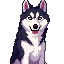 full body husky dog