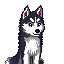 husky dog