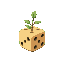 plant dice, tree, plant