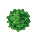 pine tree