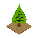 pine tree