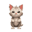 a cute fat kitten front facing the camera