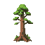 a tall timber tree