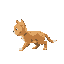 cute cat walking left to right