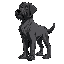 dog, labradore