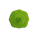 grass