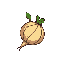 turnip