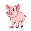 a common pig