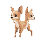 a three legged chihuahua walking to the right.