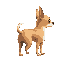 a chihuahua with a missing rear leg facing right.
