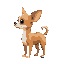 a chihuahua with a missing rear leg facing right.