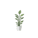 2d flat office plant. white solid plain background 
