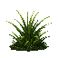 grass