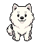 samoyed dog