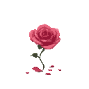 a soul rose and the petals slowly falling