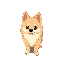 cute pomeranian dog