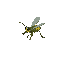insect pond skater