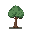 make a pinus elliottii