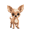 a cute chihuahua fawn