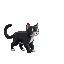 black and with cat ready to walk to the left
