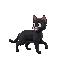 black and with cat ready to walk to the left